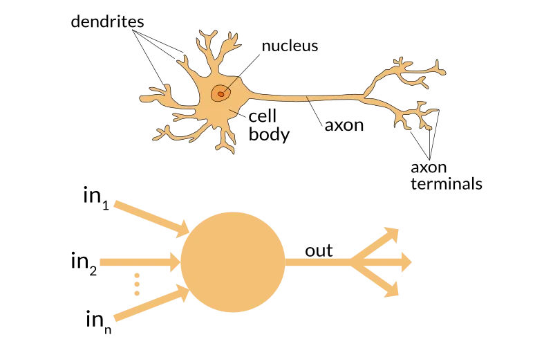 [신경 세포와 퍼셉트론, 이미지 출처 :  https://appliedgo.net/media/perceptron/neuron.png ]